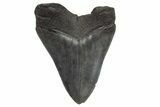 Fossil Megalodon Tooth - South Carolina #214689-2